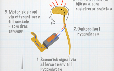 Lektioner (video­ge­nom­gångar)