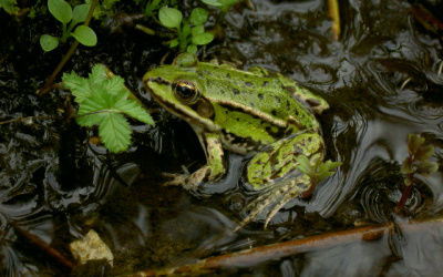 Ekologi