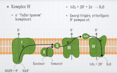 Lektioner (video­genom­gångar)