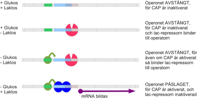 RNA-molekylernas funktion