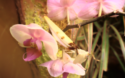 Etologi och be­te­en­de­eko­logi