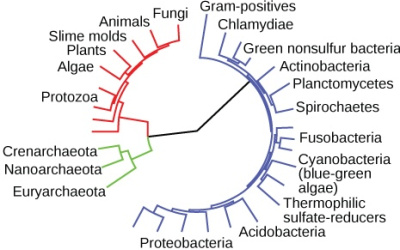 Evolutionär systematik
