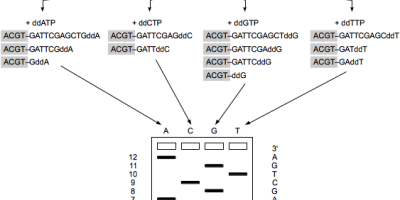 DNA-molekylernas funktion