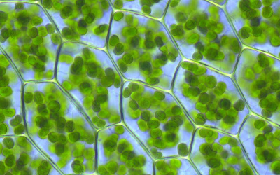 Biologins grunder