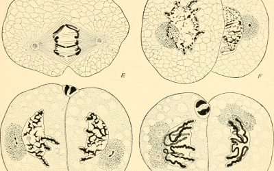 Cellgenetik