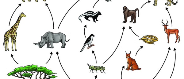 Pedagogiska resurser på nätet
