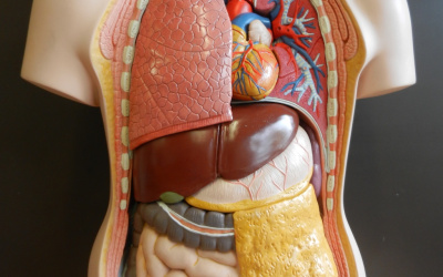 Laborationer och övningar