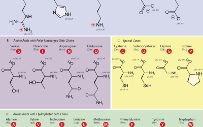 Biomolekyler