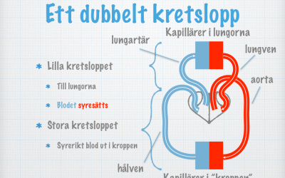 Hu­man­fy­sio­lo­gi (inaktuella)