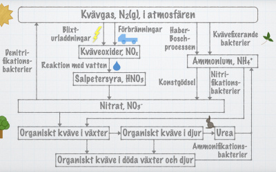 Lektioner (video­genom­gångar)
