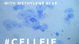 Avd. f. biologiska babblerier del 10: Cellfie