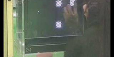 Schimpanser slår människor i minnestest