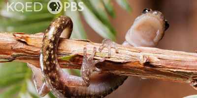 Den störtdykande salamandern