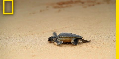 Förhöjda temperaturer leder till överskott på honor