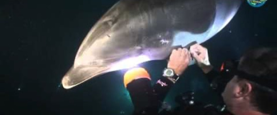 Flasknosdelfin finner räddaren i nöden