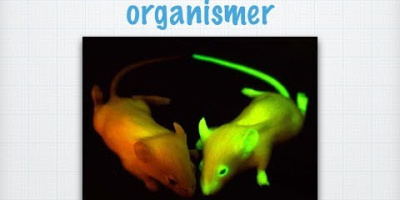 Genetiskt modifierade organismer (GMO)