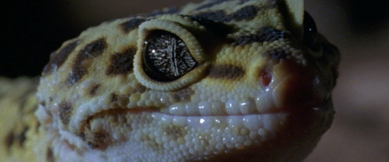 När könet bestäms av temperaturen