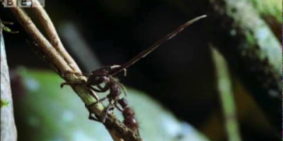 En svamp som tar över myrornas hjärna