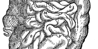 Instuderingsfrågor om Vävnader, organ och organsystem till Biologi nivå 1