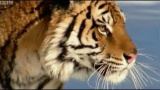 Den sibiriska tigern
