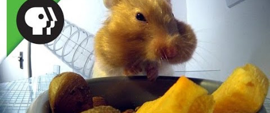 Hur mycket mat kan en hamster hamstra?
