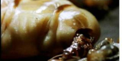 Kunglig födelse, del 2