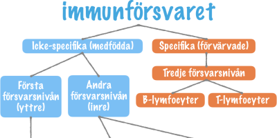 Kunskapsmål och nyckelbegrepp: Immunsystemet