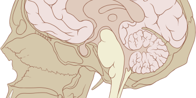 Kunskapsmål och nyckelbegrepp: Nervsystemet