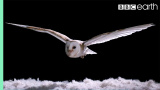 Hur kan ugglan flyga så tyst?