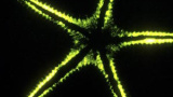 Bioluminiscens: Att kommunicera med ljus