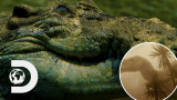Hur krokodilerna överlevde meteoren som dödade dinosaurierna