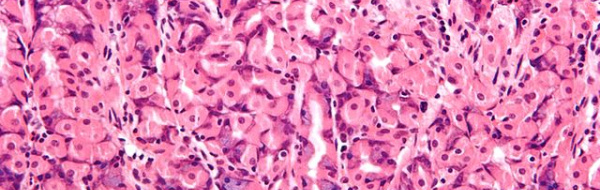 Vävnader, organ och organsystem