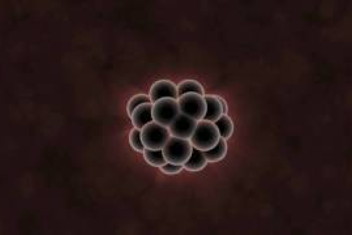 Vad embryon kan berätta för oss om evolution