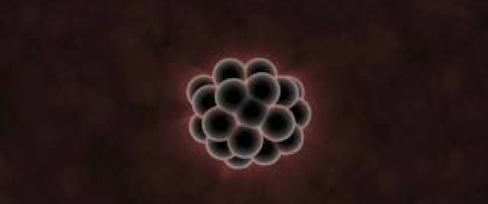 Vad embryon kan berätta för oss om evolution