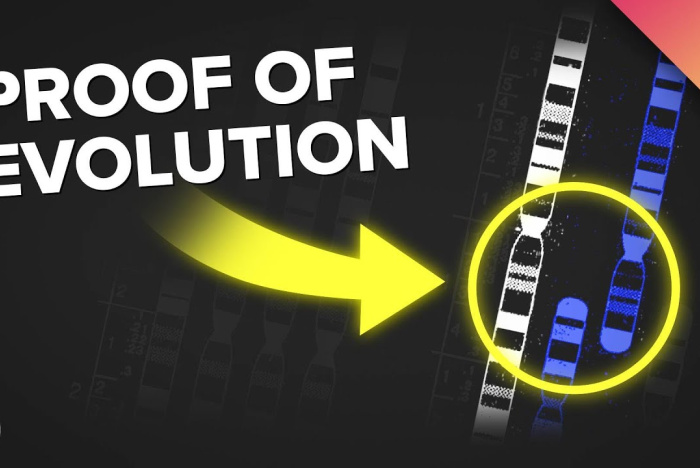 Det finns bevis för evolution gömda i ditt DNA