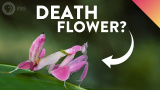 Varför dödliga insekter ser ut som blommor