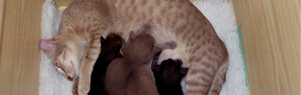 Bättre mjölk till katten