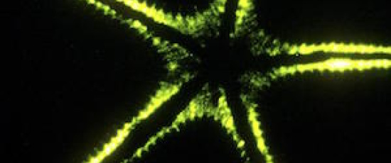 Bioluminiscens: Att kommunicera med ljus