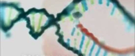 Från DNA till protein