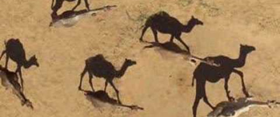 Mera djur från den Afrikanska kontinenten