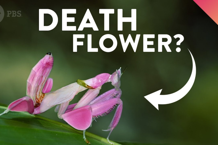 Varför dödliga insekter ser ut som blommor
