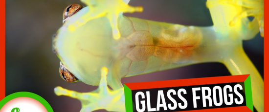 Glasgrodors speciella kamouflage
