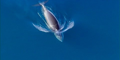 Klarar sig vikvalen undan späckhuggarna?