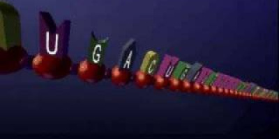 Proteinsyntesen animerad