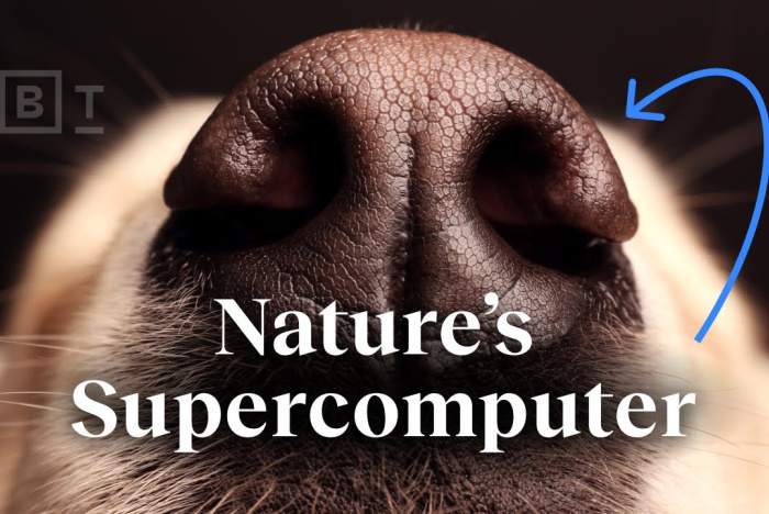 Naturens superdator lever i din hund