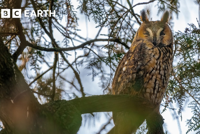 Att fotografera Europas vackra fåglar
