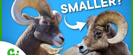 Fem sätt som människan påverkar djurens evolution på