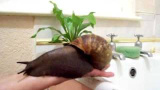 Gigantisk snigel