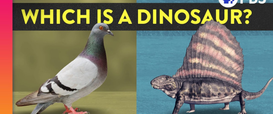 Vad är en dinosaurie och vad är inte en dinosaurie?