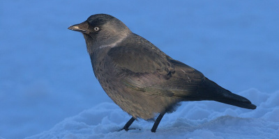 Prov 2025-02-11 om Evolutionsteori och Grundläggande etologi